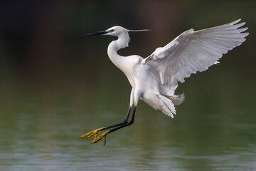 Kleine Zilverreiger, Little Egret; Egretta garzetta