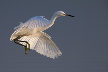 Kleine Zilverreiger, Little Egret; Egretta garzetta