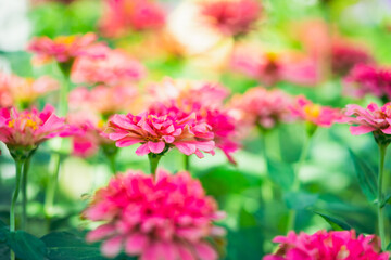 Fototapeta premium Abstract blur of nature pink flower with copy space using as fresh ecology background concept