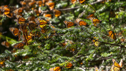 Naklejka na ściany i meble Monarch Butterflies on the tree branches in the Monarch Butterfly Biosphere Reserve in Michoacan, Mexico, a World Heritage Site. 