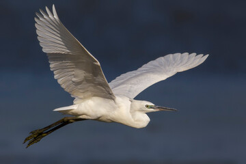 Kleine Zilverreiger, Little Egret; Egretta garzetta
