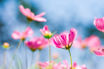 Fototapeta premium Closeup Cosmos flower with copy space on blue sky background using as fresh ecology background concept