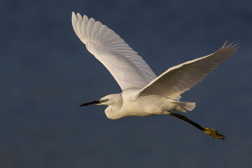 Kleine Zilverreiger, Little Egret; Egretta garzetta
