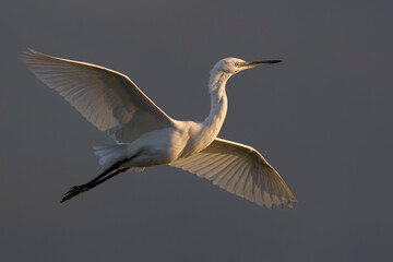 Kleine Zilverreiger, Little Egret; Egretta garzetta