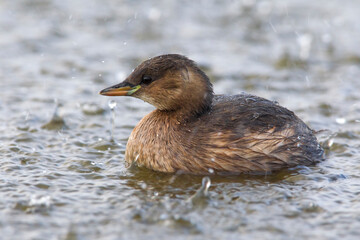 Dodaars, Little Grebe; Tachybaptus ruficollis