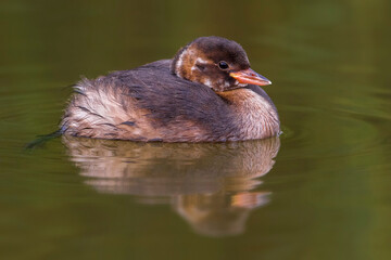Dodaars, Little Grebe; Tachybaptus ruficollis