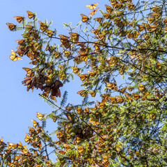 Monarch Butterflies on tree branch in blue sky background, Michoacan, Mexico