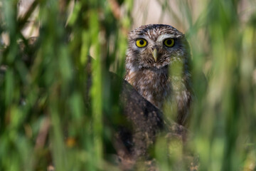 Steenuil; Little Owl; Athene noctua