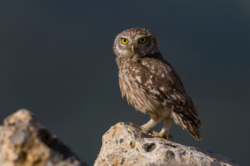 Steenuil; Little Owl; Athene noctua