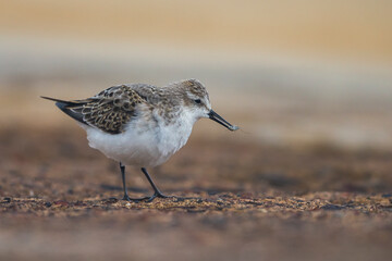 Kleine Strandloper; Little Stint; Calidris minuta