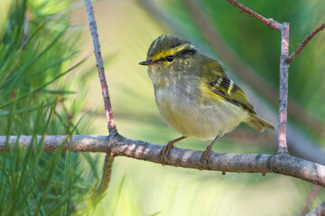 Pallas' Boszanger; Pallas's Leaf Warbler; Phylloscopus proregulus