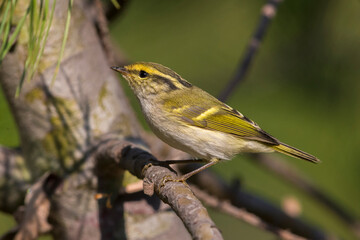 Pallas' Boszanger; Pallas's Leaf Warbler; Phylloscopus proregulus