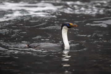 Imperial Shags, blue-eyed cormorants. Imperial cormorants. King cormorants in whater in Antarctica.
