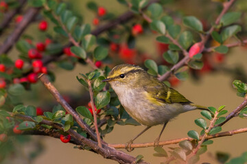 Pallas' Boszanger; Pallas's Leaf Warbler; Phylloscopus proregulus