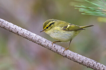 Pallas' Boszanger; Pallas's Leaf Warbler; Phylloscopus proregulus