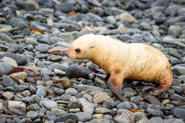 A young albino fur seal on a stone beach in South Georgia.