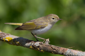 Bergfluiter, Western Bonelli's Warbler; Phylloscopus bonelli