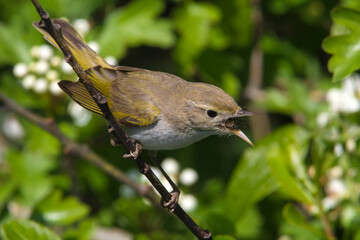 Bergfluiter, Western Bonelli's Warbler; Phylloscopus bonelli