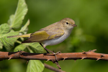 Bergfluiter, Western Bonelli's Warbler; Phylloscopus bonelli