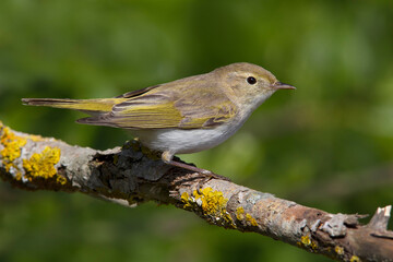 Bergfluiter, Western Bonelli's Warbler; Phylloscopus bonelli