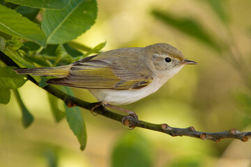 Bergfluiter, Western Bonelli's Warbler; Phylloscopus bonelli