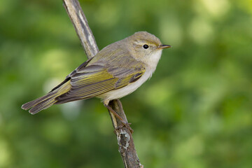 Bergfluiter, Western Bonelli's Warbler; Phylloscopus bonelli