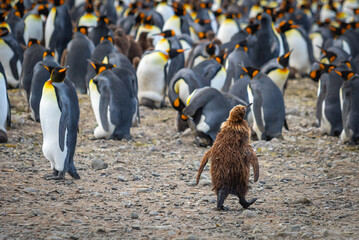 A young king penguin chick with brown feathers among the adult king penguins in South Georgia. © Anton