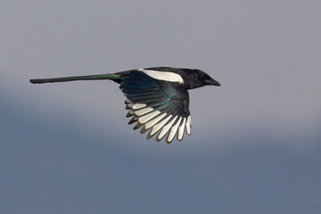 Ekster, Eurasian Magpie; Pica pica