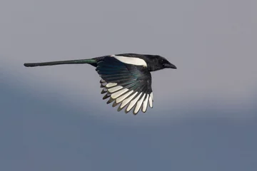 Foto op Canvas Ekster, Eurasian Magpie  Pica pica © AGAMI