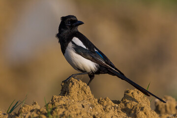 Ekster; Eurasian Magpie; Pica pica
