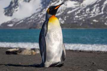 A king penguin stands on a stone beach with an azure cove in the background in South Georgia