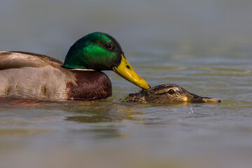 Wilde Eend, Mallard, Anas platyrhynchos