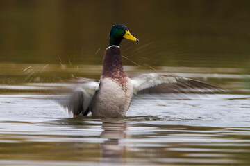 Wilde Eend; Mallard; Anas platyrhynchos