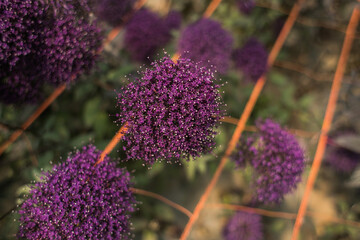 Flores moradas