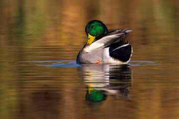 Wilde Eend, Mallard, Anas platyrhynchos