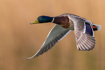 Wilde Eend, Mallard, Anas platyrhynchos