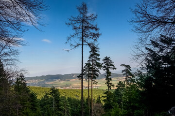 high trees with wide view while hiking in the mountains