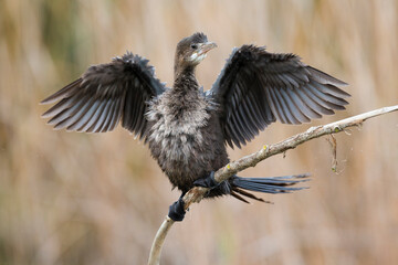 Dwergaalscholver; Pygmy Cormorant; Microcarbo pygmaeus