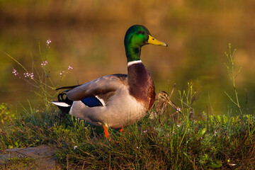 Wilde Eend, Mallard, Anas platyrhynchos