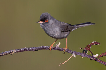 Sardijnse Grasmus; Marmora's Warbler; Sylvia sarda