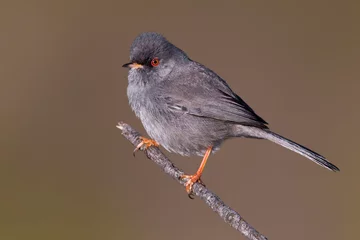 Fototapeten Sardijnse Grasmus  Marmora's Warbler  Sylvia sarda © AGAMI