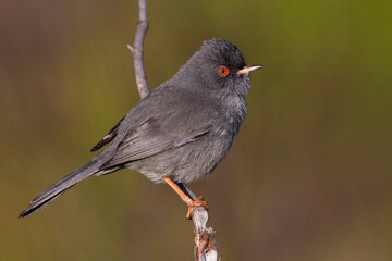 Obraz premium Sardijnse Grasmus; Marmora's Warbler; Sylvia sarda