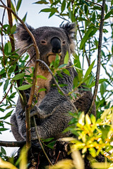 Koala on the eucaliptus tree. Latin name - Phascolarctos cinereus
