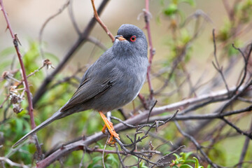 Sardijnse Grasmus; Marmora's Warbler; Sylvia sarda