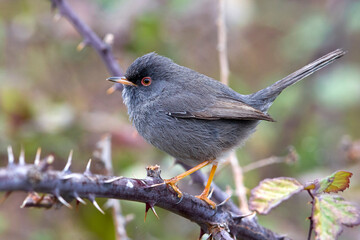 Sardijnse Grasmus; Marmora's Warbler; Sylvia sarda
