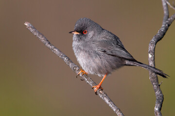 Sardijnse Grasmus; Marmora's Warbler; Sylvia sarda