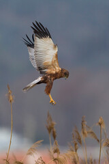 Bruine Kiekendief;  Marsh Harrier; Circus aeruginosus
