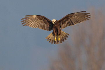 Bruine Kiekendief;  Marsh Harrier; Circus aeruginosus