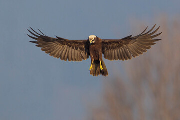 Bruine Kiekendief;  Marsh Harrier; Circus aeruginosus