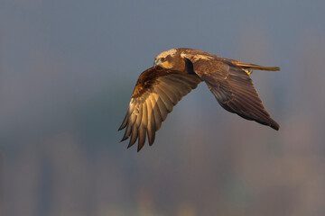 Bruine Kiekendief;  Marsh Harrier; Circus aeruginosus